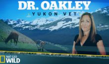 When Does Dr. Oakley, Yukon Vet Season 4 Start? Premiere Date (Renewed)