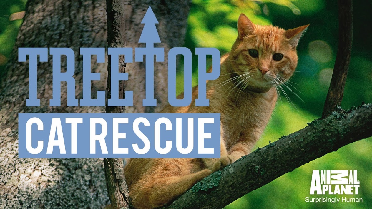 When Does Treetop Cat Rescue Season 2 Start? Release Date