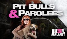 When Does Pit Bulls & Parolees Season 9 Start? Premiere Date (Renewed)