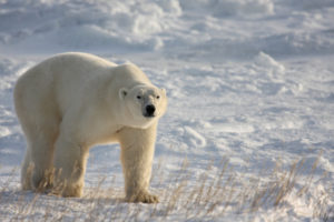 When Does Polar Bear Town Season 2 Start? Premiere Date