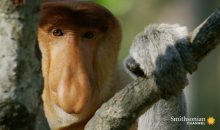 When Does Amazing Monkeys Season 2 Start? Premiere Date