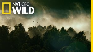 Nat Geo Wild TV Show Release Dates