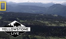 When Does Yellowstone Live Season 2 Start on National Geographic Channel? Release Date