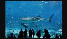 The Aquarium Season 2 Release Date on Animal Planet